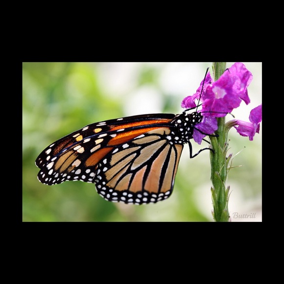 Meet your Posher, CB - Picture 3 of 5